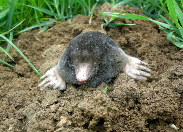 La taupe d'Europe (Talpa europaea) est un mammifère fouisseur typique des sols meubles et frais © Aurélien Audevard